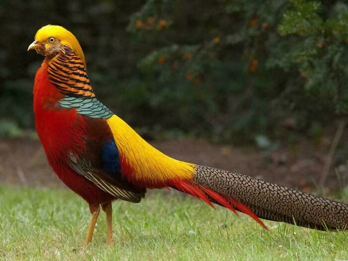 The Golden Pheasant (Chrysolophus Pictus) Is Also Just A Cock