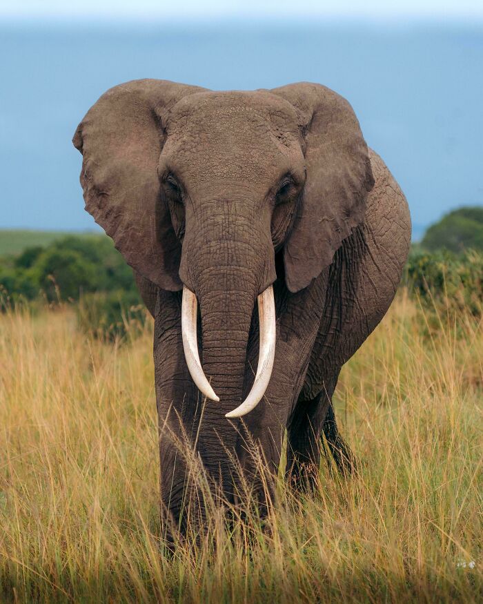 African Elephant