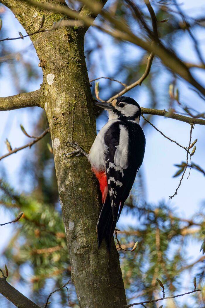 A Female Great Spotted Woodpecker(Dendrocopos Major)