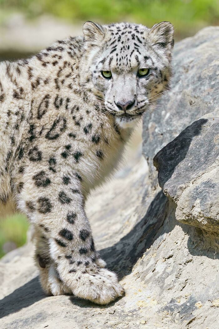 Snow Leopard Panthera Uncia