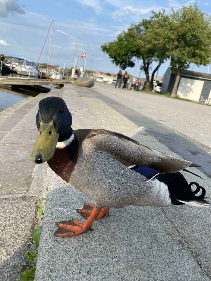 Duck