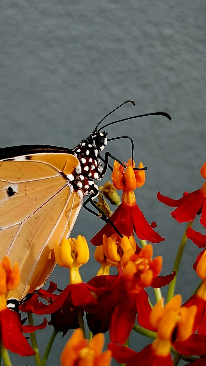 Monarch Butterfly