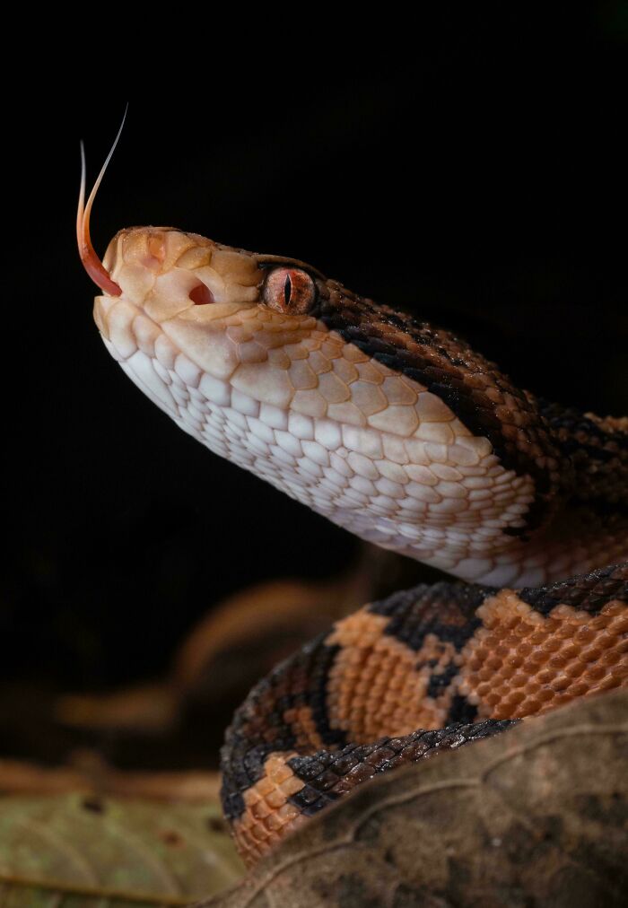 South American Bushmaster (Lachesis Muta) In Suriname