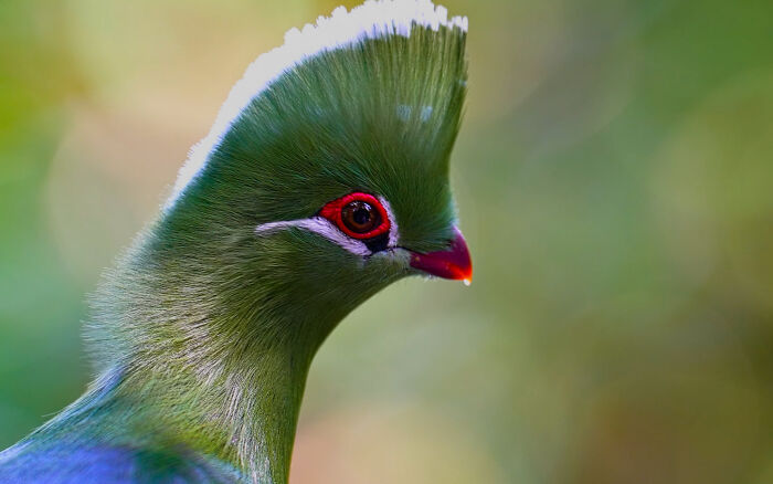 The Stunning Colors Of A Guinea Turaco
