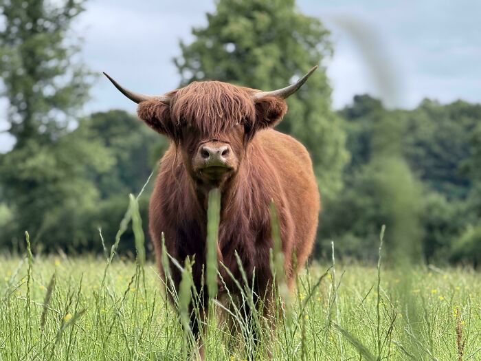 Scottish Highland Cow/Bos Taurus Taurus