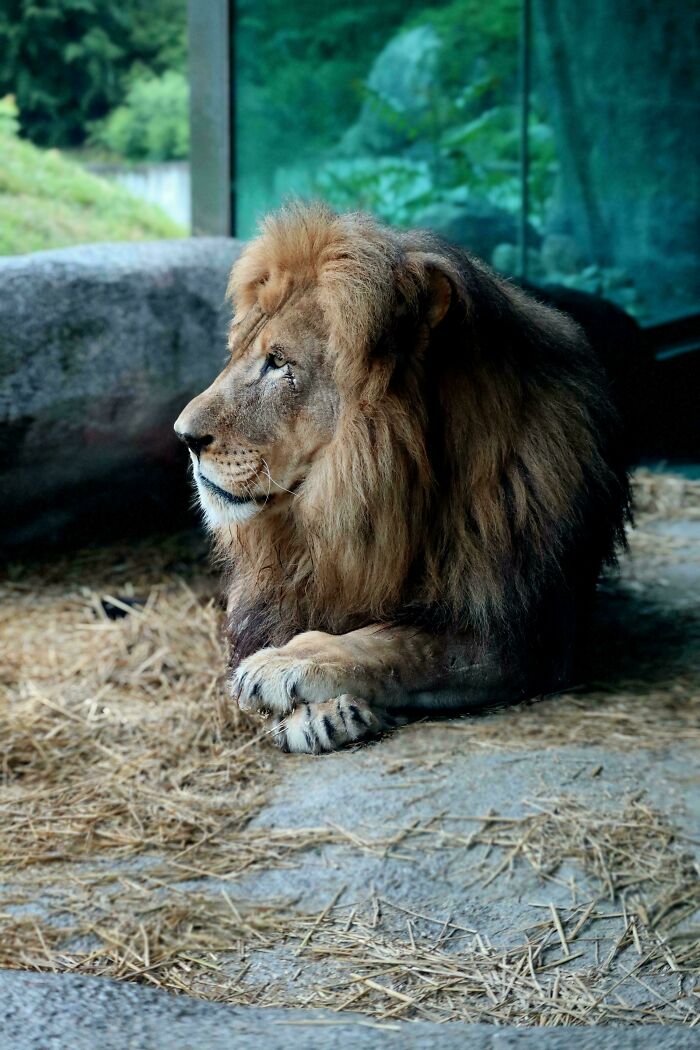 A Lion Posing