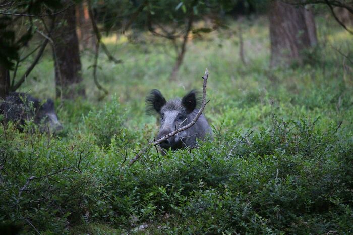 Wild Boar, Noord Ginkel, Ede, Nl