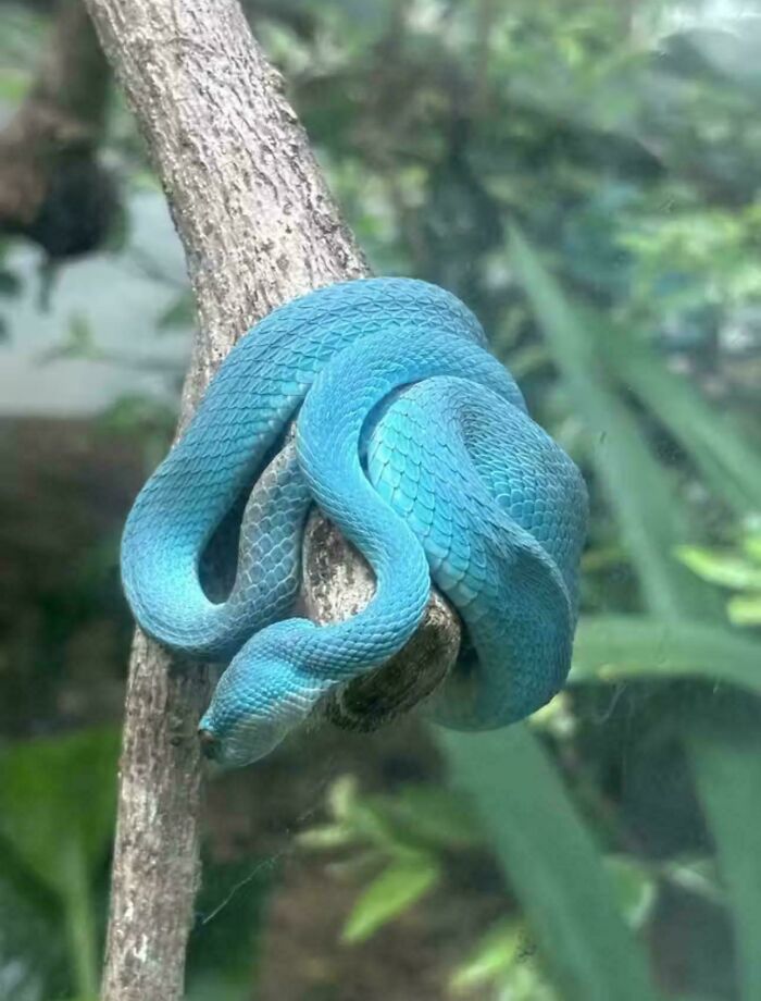 Blue Snake, Malaysia