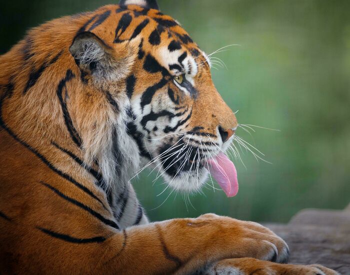 Sumatran Tiger Sticking His Tongue Out