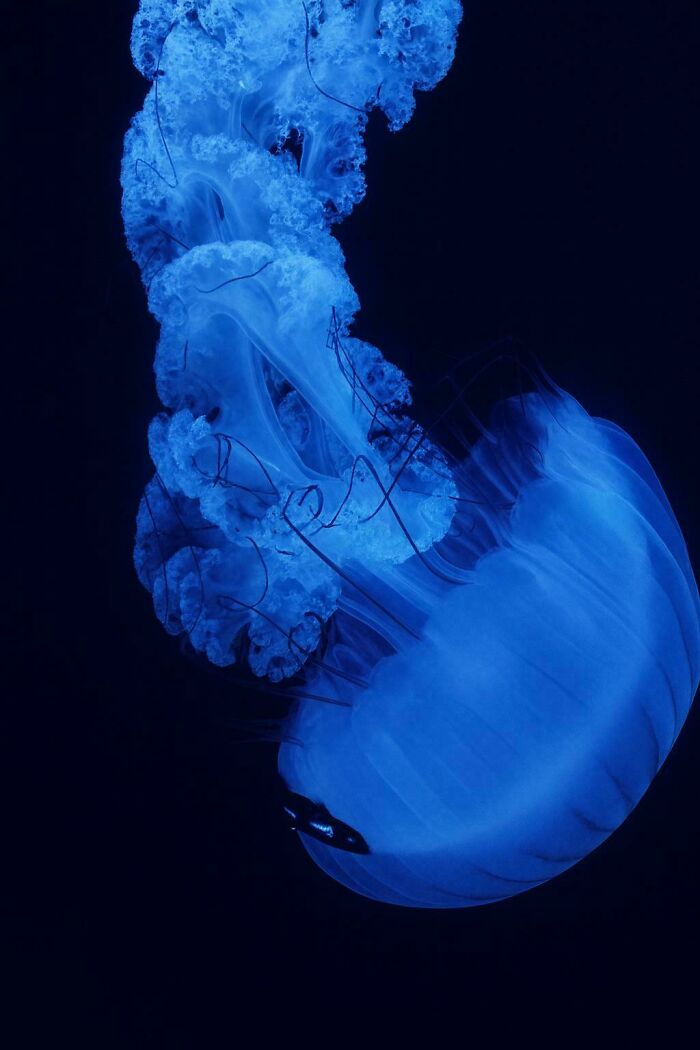 Jelly Fish, Shot On iPhone!