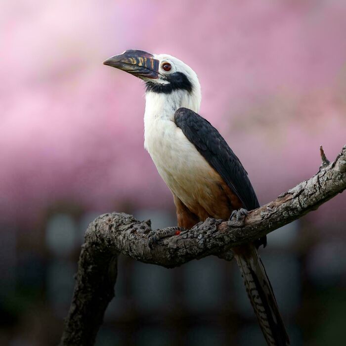 Visayan Hornbill In Front Of Cherry Blossom