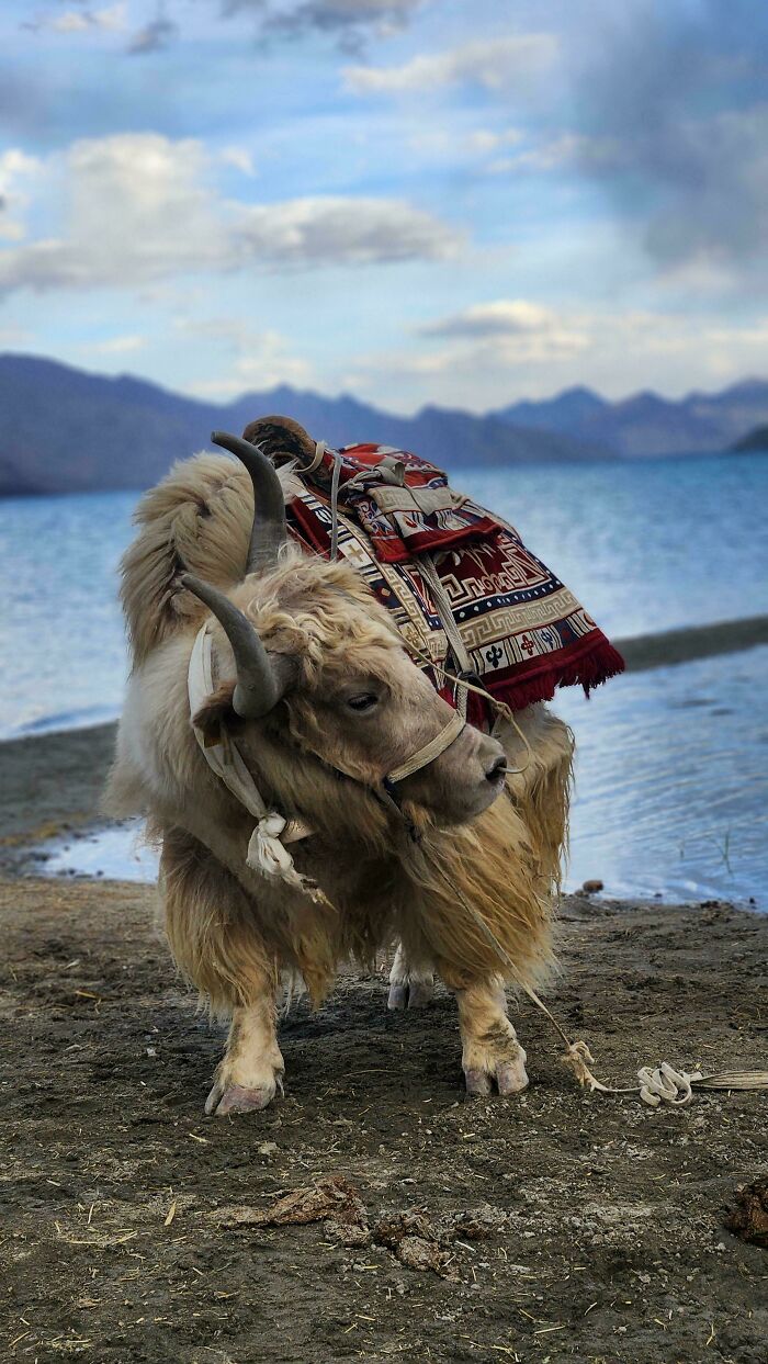 Indian Yak