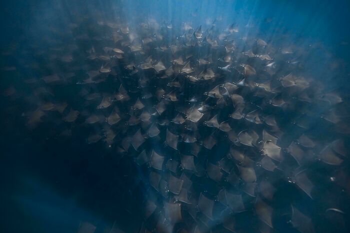 Vortex Of Mobula Rays (Mobula Munkiana) In The Sea Of Cortez Off La Ventana, MX