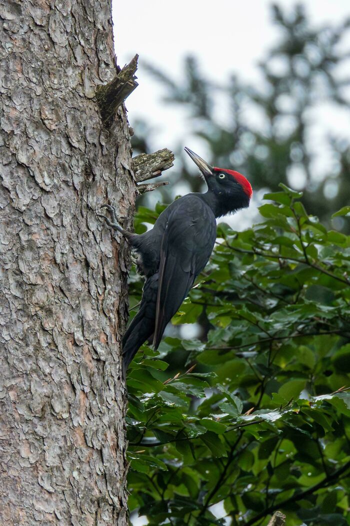 Lucky Encounter With A Black Woodpecker