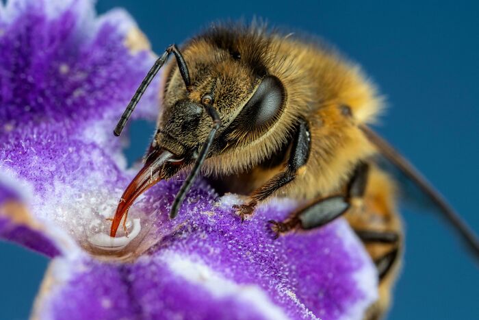 Feeding Honeybee