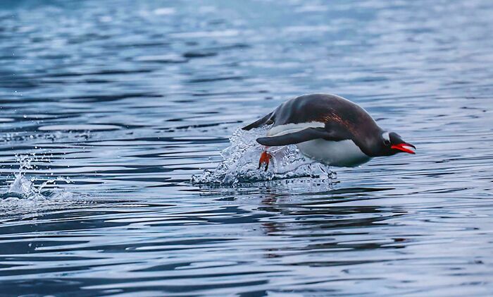 Airborne Penguin Above The Water In Antarctica