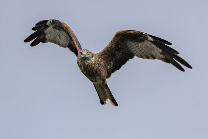 That Intense Stare - Red Kite In Flight, Switzerland