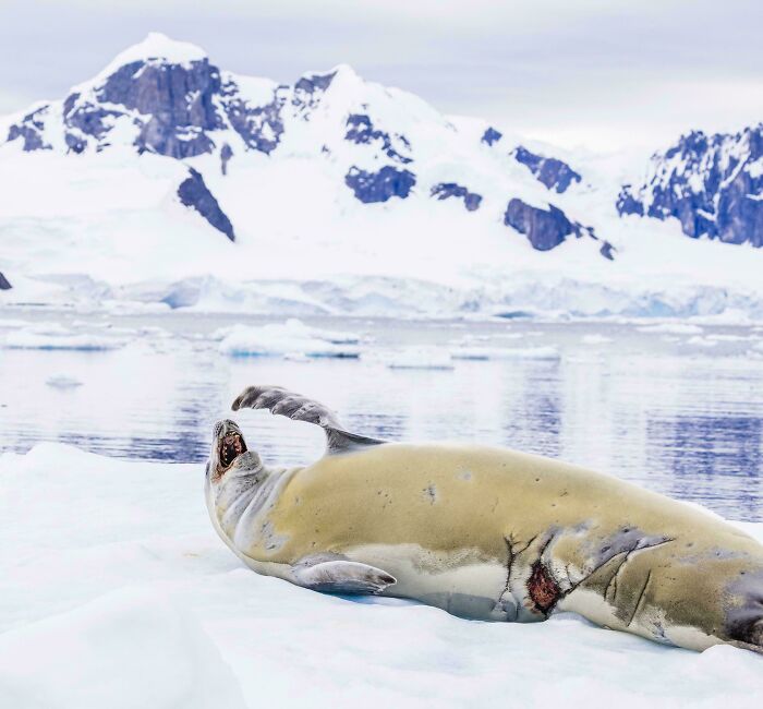 A Crab Eater Seal In Antarctica With Scars