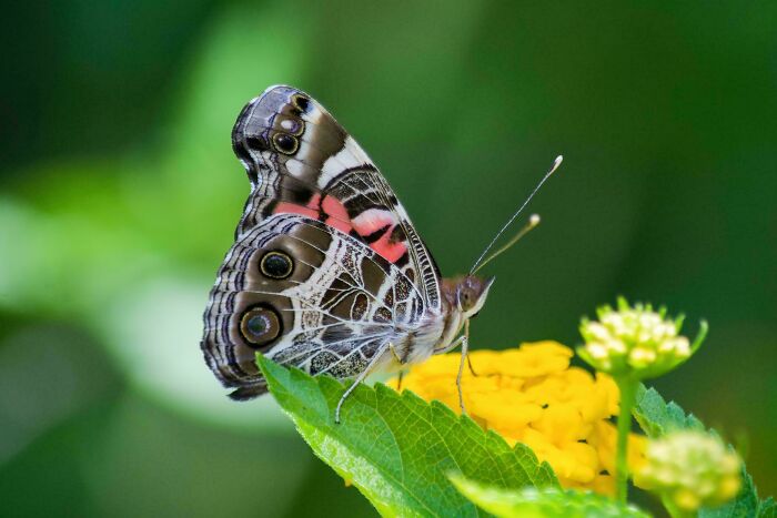 American Painted Lady, Vanessa Virginiensis