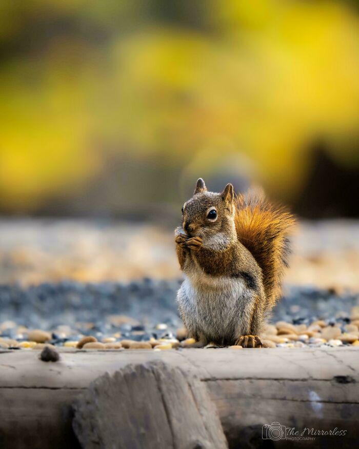 American Red Squirrel