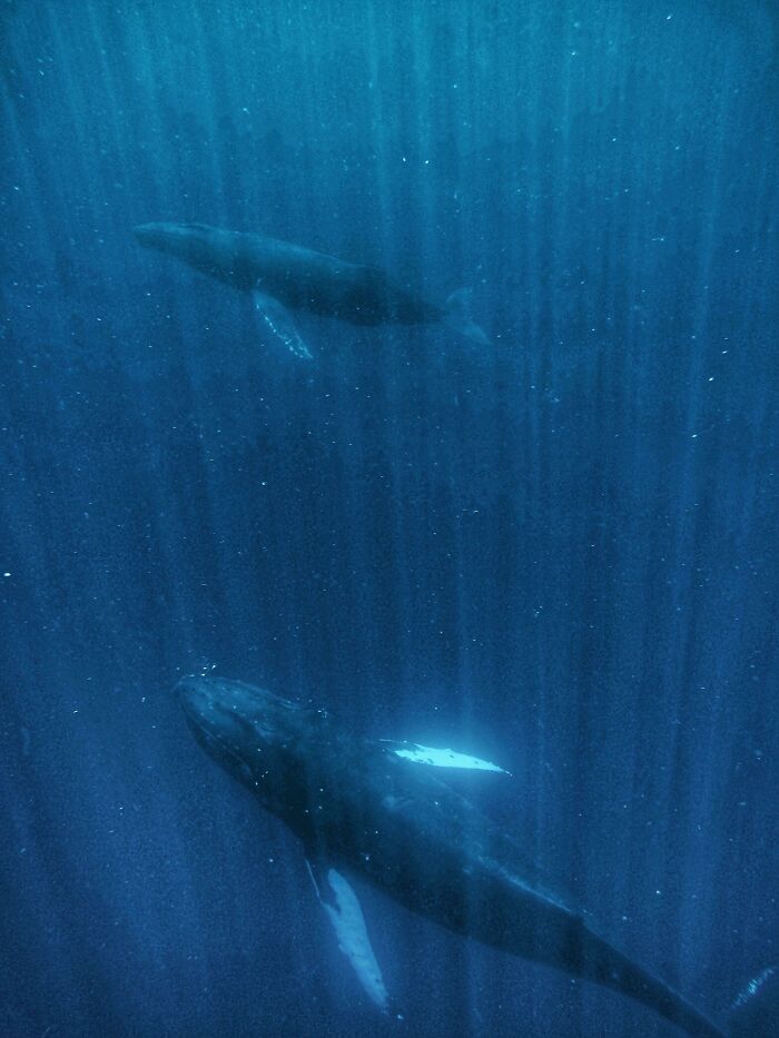 Humpbacks (Megaptera Novaeangliae Off Maui