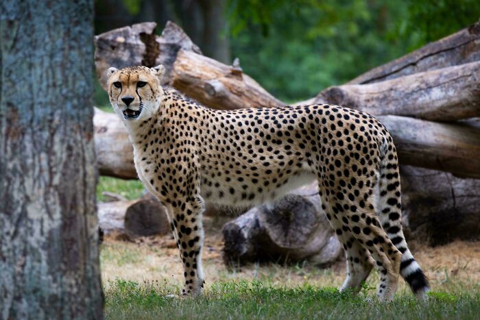Cheeta (Acinonyx Jubatus)
