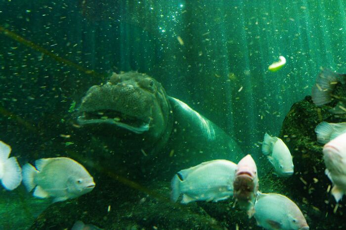 Hippopotamus (Hippopotamus Amphibius) 