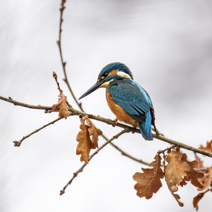 Finally Met A Kingfisher (Alcedo Atthis)
