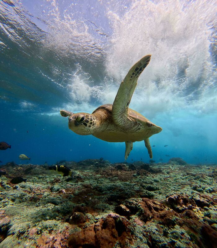 Green Sea Turtle Under Breaking Waves At Nusa Penida, Indonesia