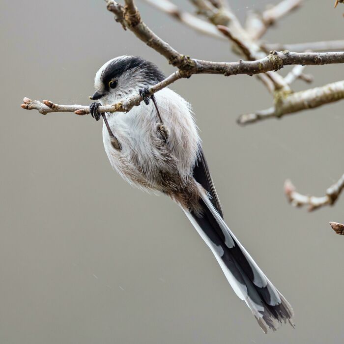 Fluffy Acrobat In The Branches – A Long-Tailed Tit In Action