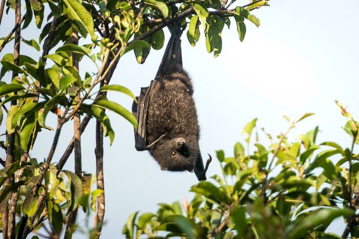 Christmas Island Flying Fox (Pteropus Melanotus Natalis)