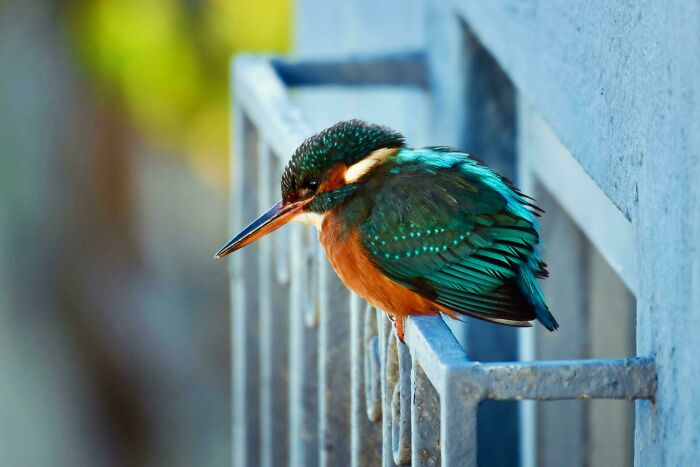 The Urban Kingfisher