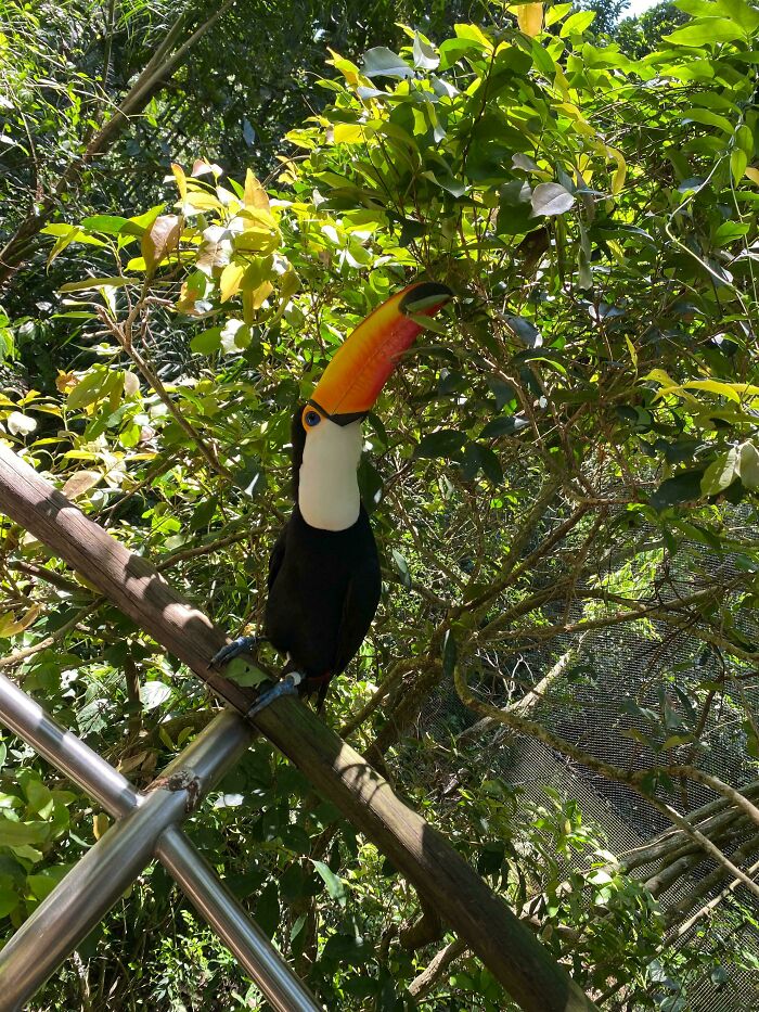 Toucan Enjoying The Shade In The Jungle [3024 X 4032]