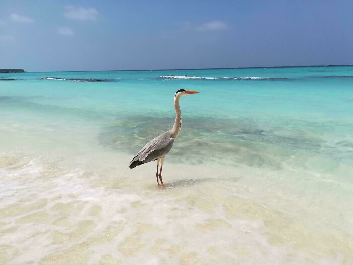Grey Heron, Kuramathi, Maldives