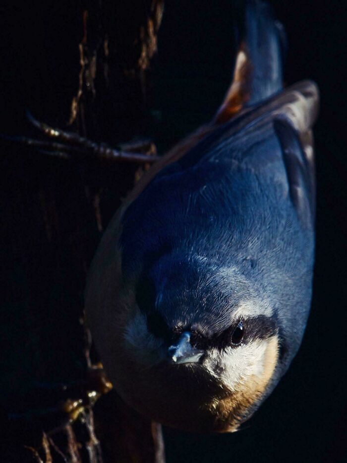 Nuthatch Into The Light