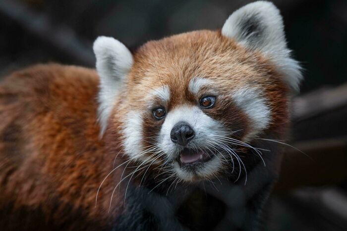 Red Panda