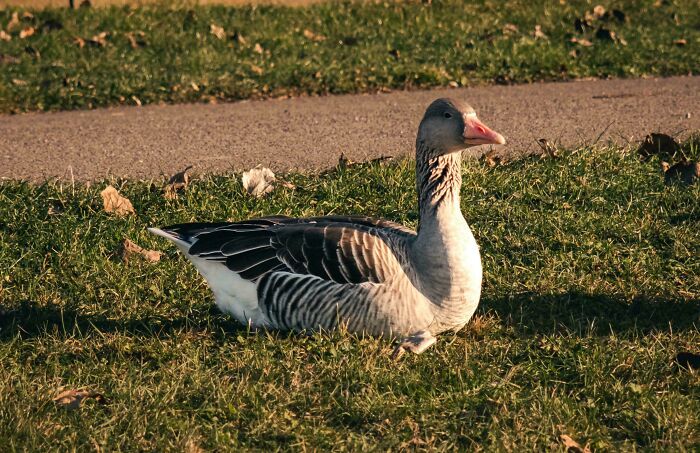 Just A Goose Vibin In The Sun