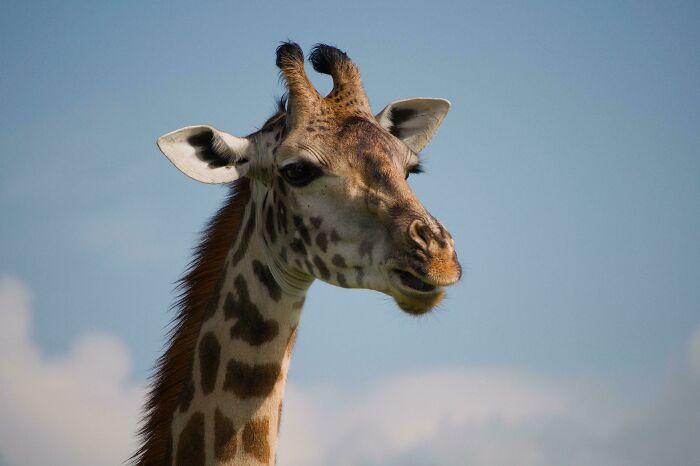 Rothschild's Giraffe - Lake Nakuru