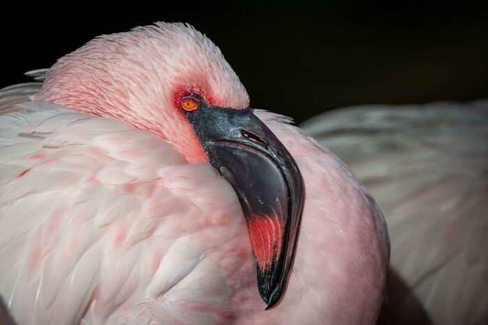 Chilean Flamingo