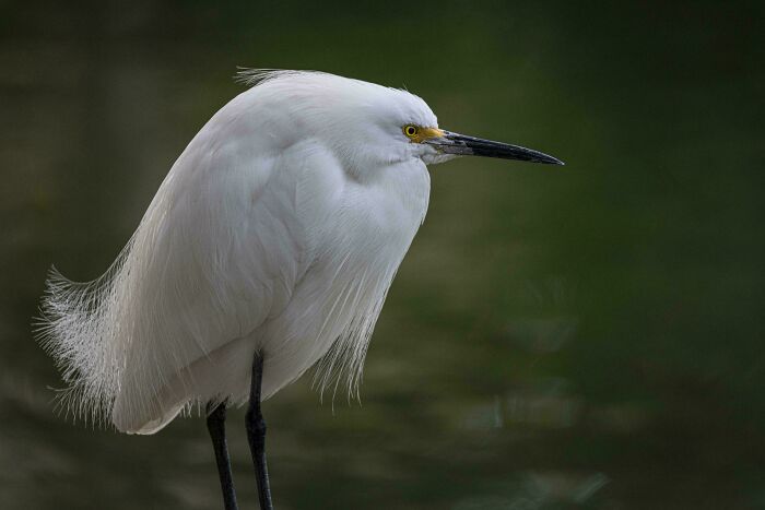 Snowy Egret