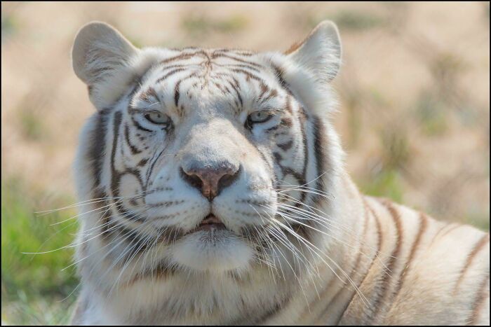 Royal White Bengal Tiger