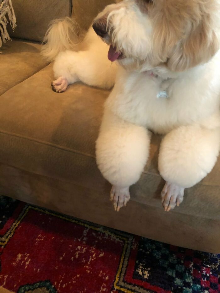 Dog with fluffy paws and long nails on couch showcasing flawed grooming craftsmanship