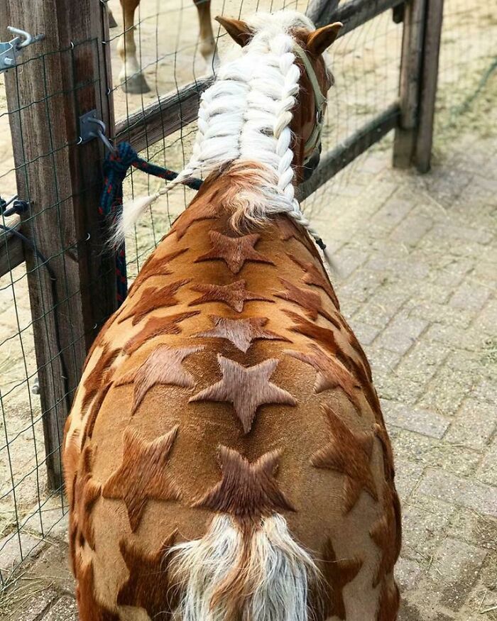 Horse with star-shaped fur patterns as strange craftsmanship example