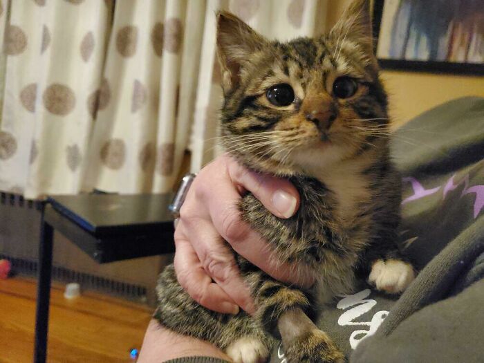 Tabby kitten being gently held, showcasing one of the adorable pictures of animals that are bound to lift your spirits.