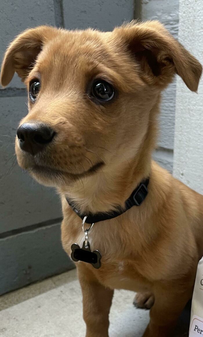 Adorable puppy with big eyes wearing a collar, one of the cutest pictures of animals to lift your spirits and make you say aww.