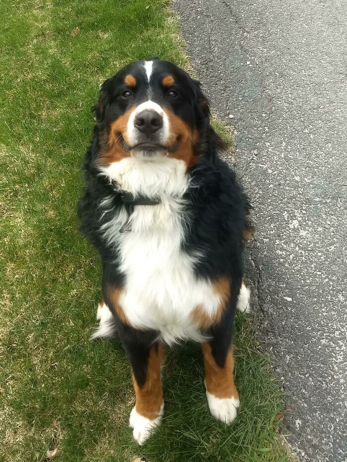 Bernese Mountain Dog sitting on grass next to pavement, one of the adorable pictures of animals to lift your spirits.