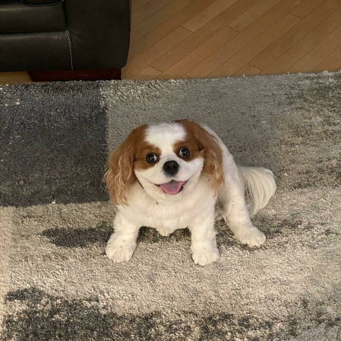 Adorable small dog with brown and white fur sitting on a patterned rug, one of many adorable pictures of animals.