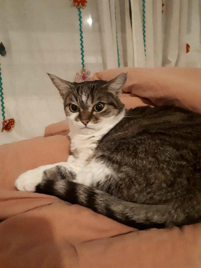 Adorable cat with large eyes resting on a peach blanket, surrounded by butterfly-themed curtains indoors.