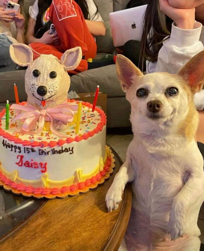 Adorable dog sitting next to a birthday cake decorated with a dog face sculpture and colorful candles.