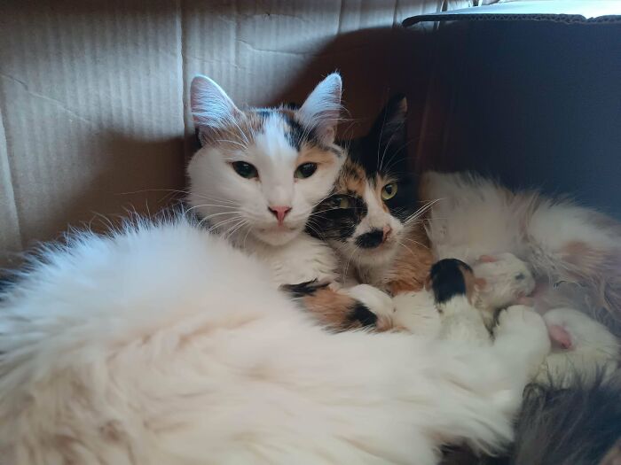 Two adorable cats cuddling together inside a cardboard box, showcasing cute and heartwarming animal moments.